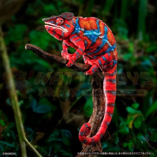 PREORDER - PREMIUM BANDAI - [GOL] Premium Panther chameleon (Ambilobe Red)